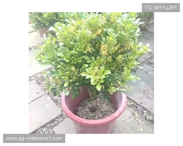 米兰开花后施肥的正确步骤与注意事项,确保树木健康成长 米兰开花后施肥的正确步骤与注意事项,确保树木健康成长